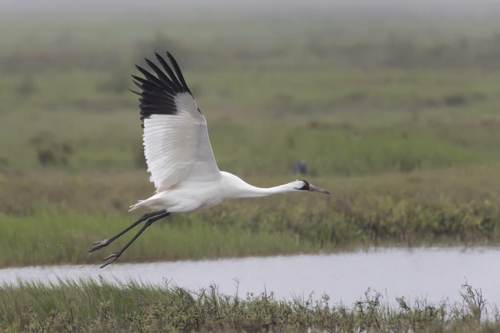 Whooping Crane flying over marsh