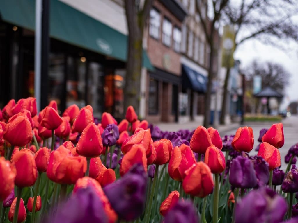 Flowers in town